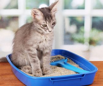 Accessori per gatto