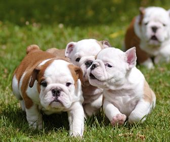 Bulldog inglese