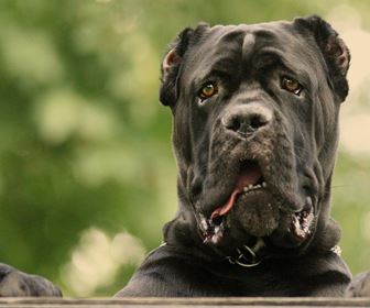 Cane corso