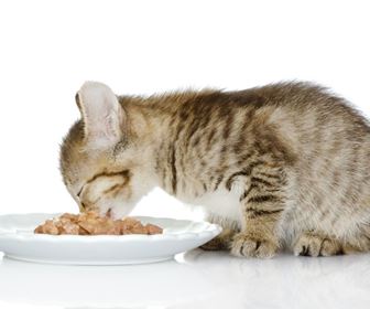 Cibo per gatti