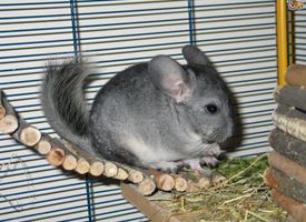 Roditori