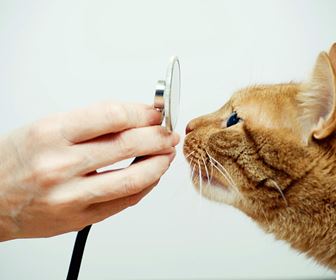 Come curare il gatto