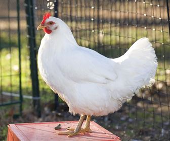 Gallina