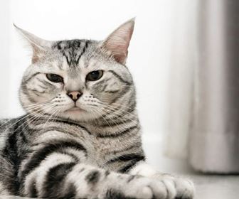 Gatti a pelo corto