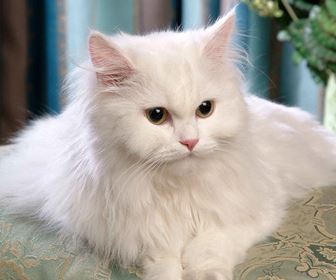 Gatti a pelo lungo