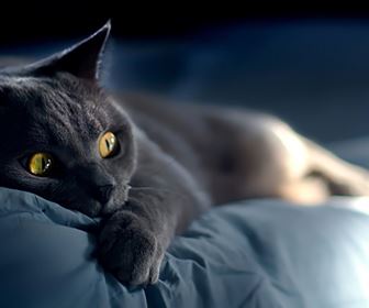 Gatto certosino