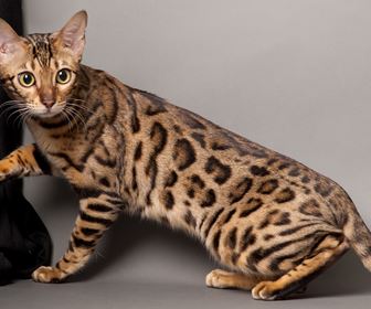 Gatto del bengala