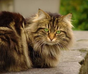 Gatto norvegese