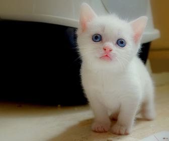 Gatto sacro di birmania