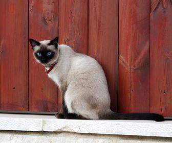 Gatto siamese