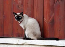 Gatti