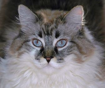 Gatto siberiano