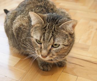 Gatto soriano