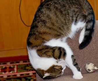 Giochi per gatto