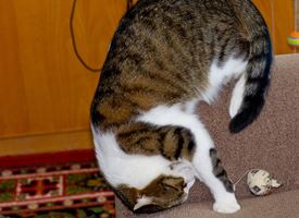 Cura dei Gatti