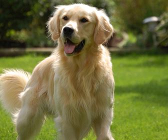 Golden retriever