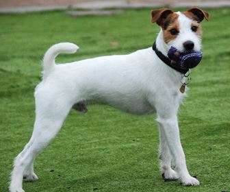 Jack russell
