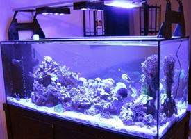 Acquario