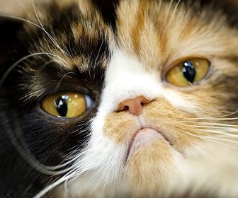 Malattie del gatto