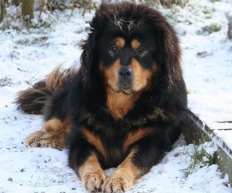 Mastino tibetano