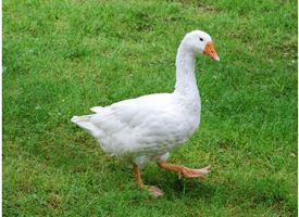 Uccelli