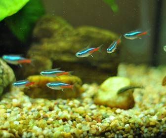 Pesci per acquario