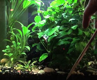 Piante per acquario