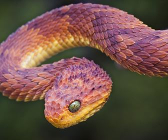 Serpenti esotici