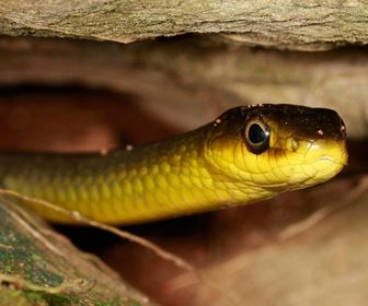 Serpenti velenosi