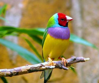Uccelli tropicali