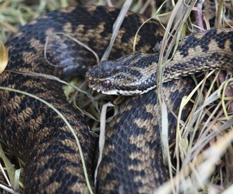 Vipera